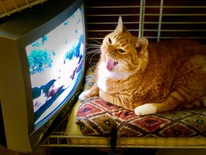 Orange Cat Watching Screen