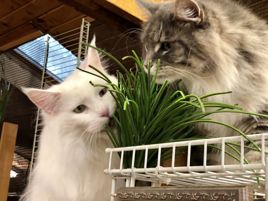 Two Cats with Green Plant