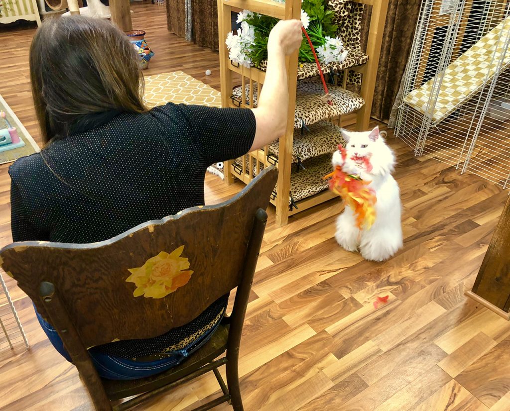 Playing with a White Long Hair Cat