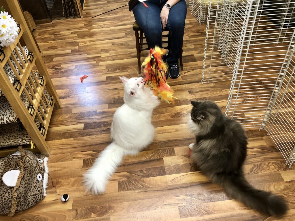 Local Cat Boarding in Illinois