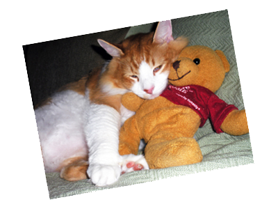 A cat cuddles with a teddy bear.